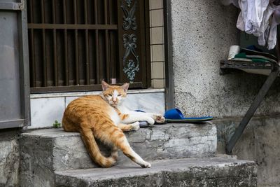 Cat relaxing on couch