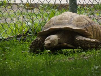 Giant tortoise in a field