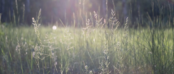 Close-up of crops on field