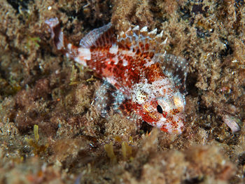 Close-up of fish underwater