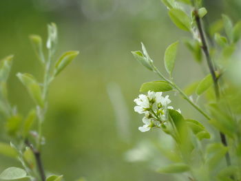 Close-up of flowers blooming outdoors