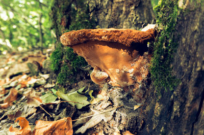 Close-up of mushroom growing on tree trunk