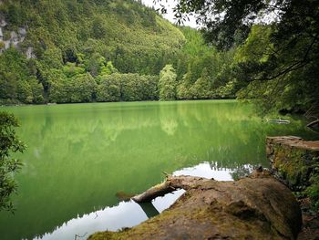 Scenic view of lake in forest