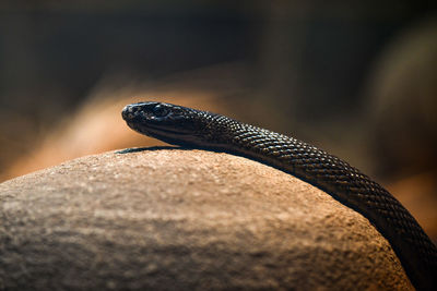 Close-up of lizard on rock