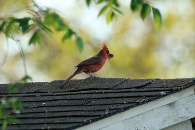 Bird perching on wood