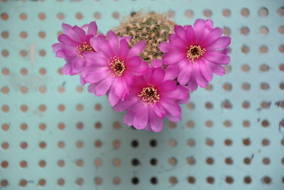 Close-up of pink flowering plant