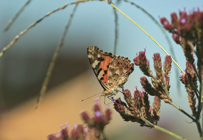 Painted lady  butterfly vanessa cardui is one of the most common butterfly species in the world.