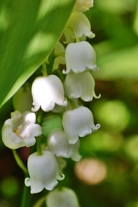 Close-up of flowers blooming outdoors