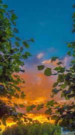 Low angle view of trees against sky at sunset