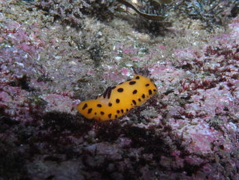 Fish swimming in sea