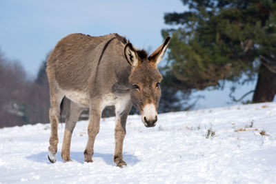 Donkey in the snow