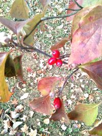 Close-up of fresh pink flower tree