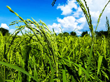 Close-up of crops growing on field against sky