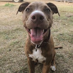 Portrait of dog on field