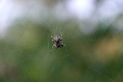 Close-up of spider on web