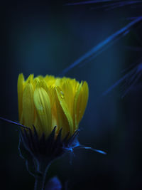 Close-up of yellow flowering plant