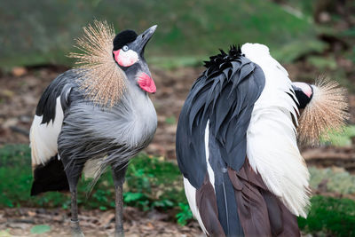 Close-up of birds on field