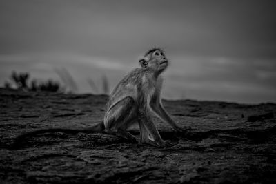 animal
