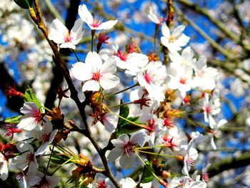 Close-up of white flowers