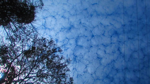 Low angle view of trees against blue sky