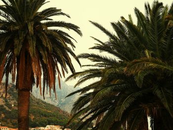 Low angle view of palm trees against sky