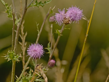 Close-up of purple thistle flowers