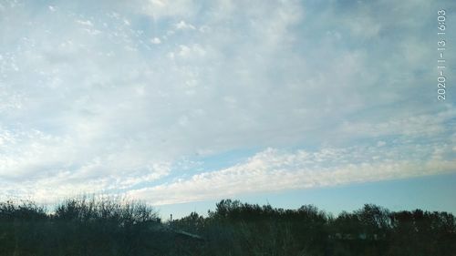 Low angle view of trees against sky