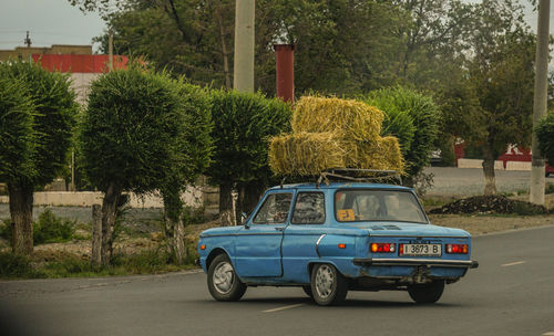 Car on street against trees in city