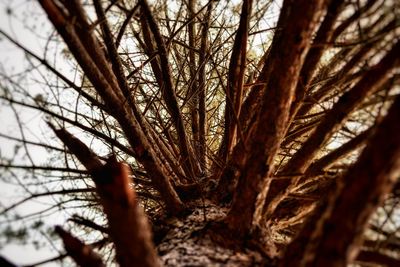 Low angle view of tree against sky