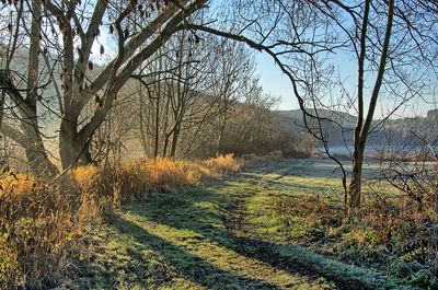 Bare trees growing on field