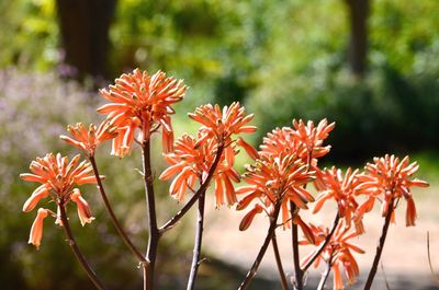 Close-up of orange flowering plant