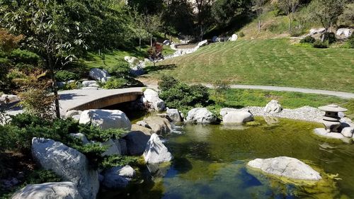 Scenic view of river by trees