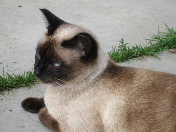 Close-up of cat looking away