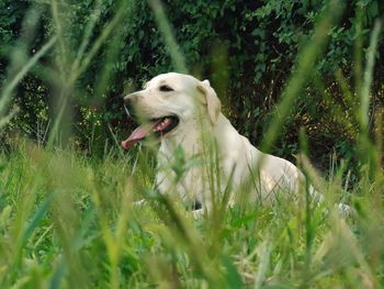 Dog in a field