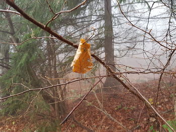 Close-up of autumn tree in forest during winter