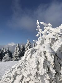 Snow covered plants against sky