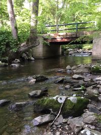 Stream passing through forest