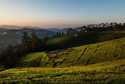 Scenic view of tea estate against sky
