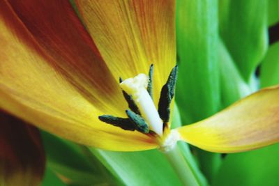 Close-up of yellow flowering plant