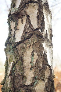 Low angle view of tree trunk