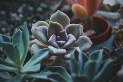 Close-up of succulent plant