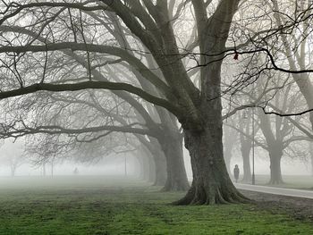 Bare tree on field