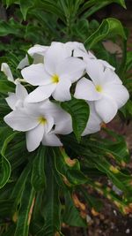 Close-up of white flowering plant