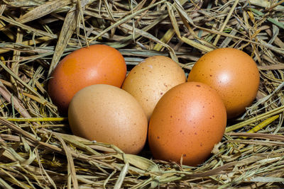 Close-up of brown eggs on nest