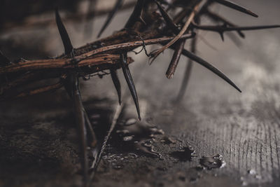 Close-up of insect on dry plant