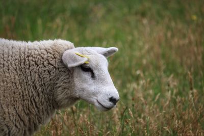 Close-up of a sheep on field