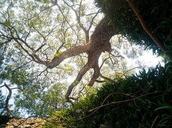 Low angle view of tree against sky