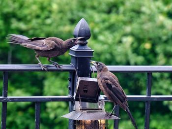 Bird perching on wooden post