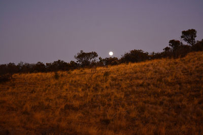 Scenic view of field against clear sky at night