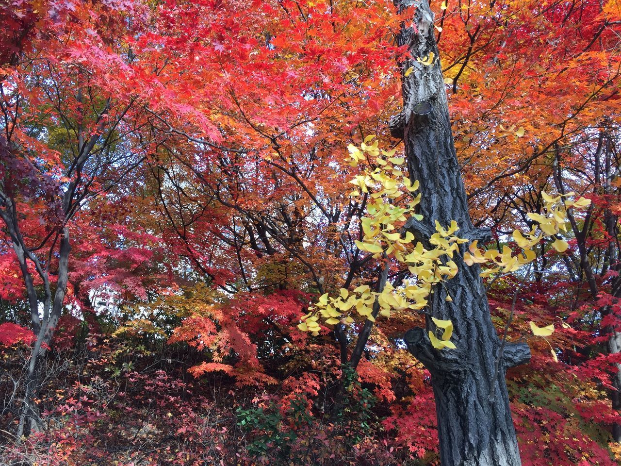 VIEW OF AUTUMNAL TREES IN A PARK